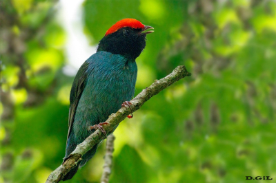 TANGARÀ (Chiroxiphia caudata)
